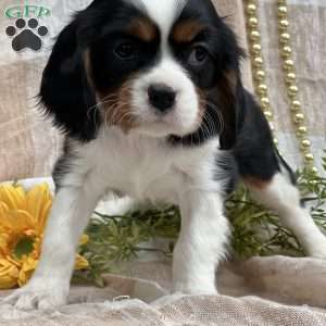 Teddy, Cavalier King Charles Spaniel Puppy
